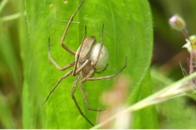 <i>Pisaura mirabilis</i>