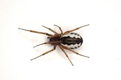<i>Frontinellina frutetorum</i>