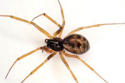 <i>Tenuiphantes tenuis</i>