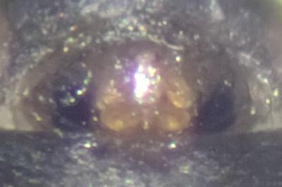<i>Tenuiphantes tenuis</i>