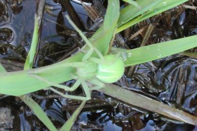 <i>Micrommata virescens</i>