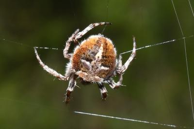 <i>Agalenatea redii</i>