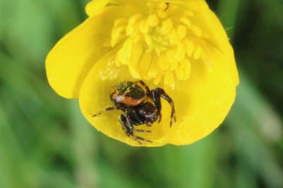 <i>Synema globosum</i>