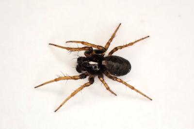 <i>Hypsosinga albovittata</i>