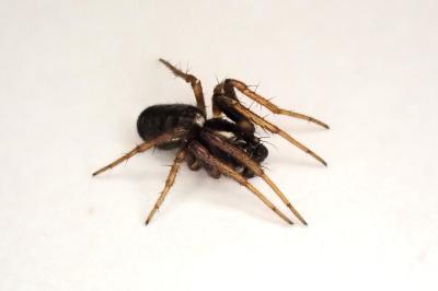 <i>Hypsosinga albovittata</i>