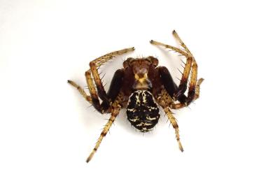 <i>Xysticus lanio</i>
