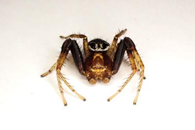 <i>Xysticus lanio</i>