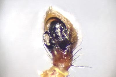 <i>Xysticus lanio</i>
