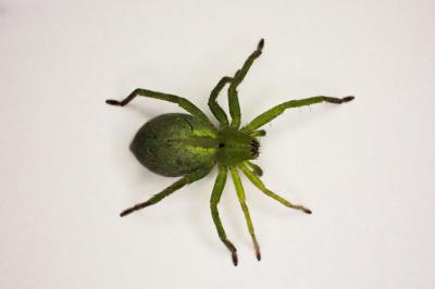 <i>Micrommata ligurina</i>