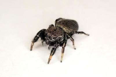 <i>Sibianor aurocinctus</i>