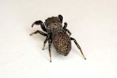<i>Sibianor aurocinctus</i>