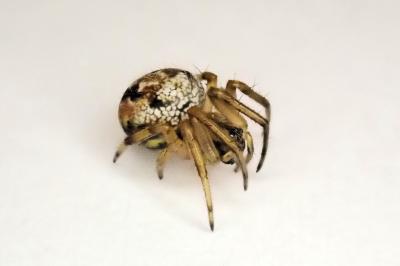<i>Neoscona adianta</i>