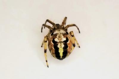 <i>Neoscona adianta</i>