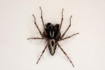 <i>Oxyopes heterophthalmus</i>
