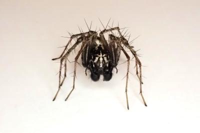 <i>Oxyopes heterophthalmus</i>
