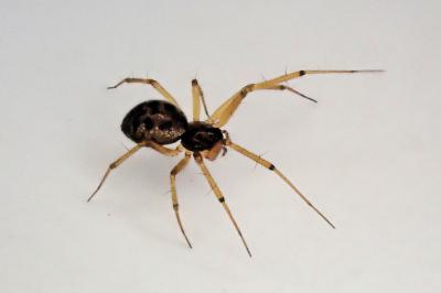 <i>Tenuiphantes tenuis</i>