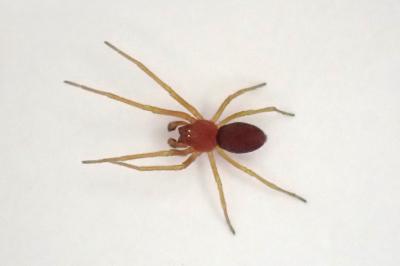 <i>Nigma flavescens</i>