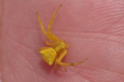 <i>Thomisus onustus</i>