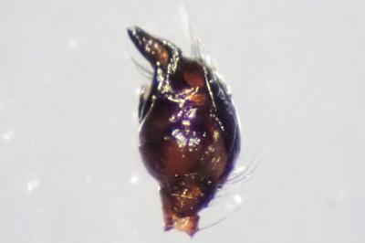 <i>Parasteatoda lunata</i>