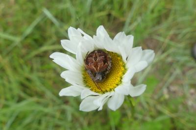 <i>Agalenatea redii</i>