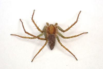 <i>Philodromus albidus</i>