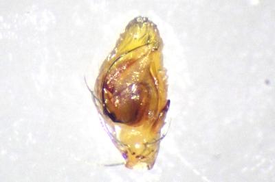 <i>Philodromus albidus</i>