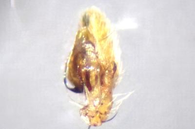 <i>Philodromus albidus</i>
