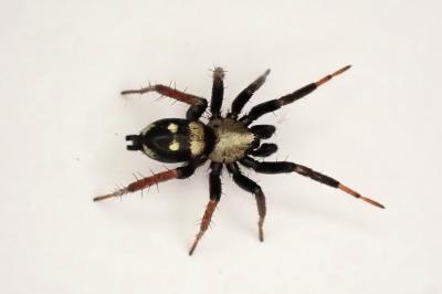 <i>Callilepis schuszteri</i>