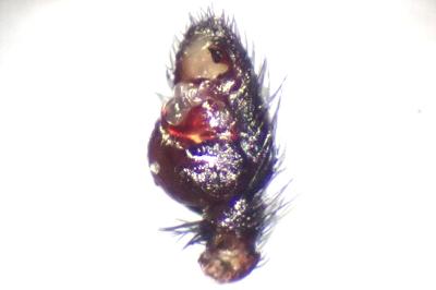 <i>Callilepis schuszteri</i>