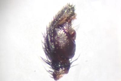 <i>Callilepis schuszteri</i>