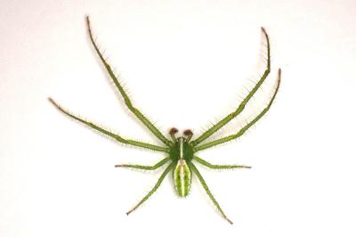<i>Heriaeus oblongus</i>