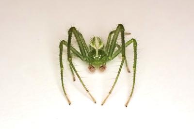 <i>Heriaeus oblongus</i>