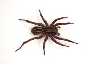 <i>Alopecosa cuneata</i>
