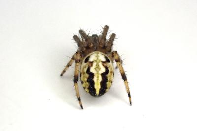 <i>Neoscona adianta</i>