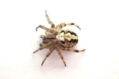 <i>Neoscona adianta</i>