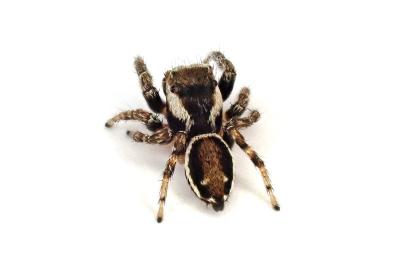 <i>Evarcha falcata</i>