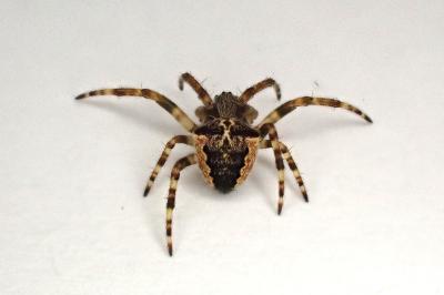 <i>Gibbaranea bituberculata</i>