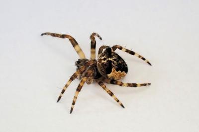 <i>Gibbaranea bituberculata</i>