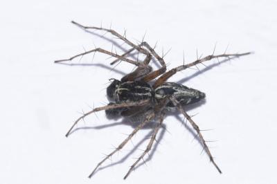 <i>Oxyopes heterophthalmus</i>