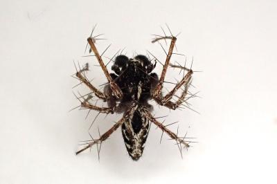 <i>Oxyopes heterophthalmus</i>