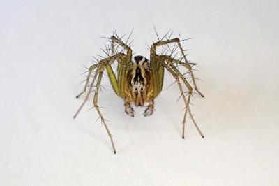 <i>Oxyopes lineatus</i>
