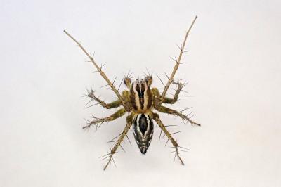 <i>Oxyopes lineatus</i>