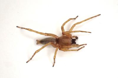 <i>Clubiona terrestris</i>