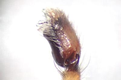 <i>Clubiona terrestris</i>