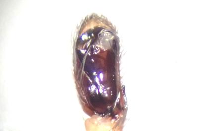 <i>Clubiona terrestris</i>