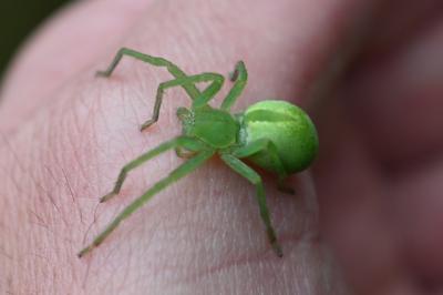 <i>Micrommata virescens</i>