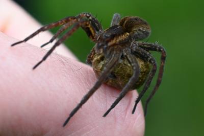 <i>Dolomedes</i>