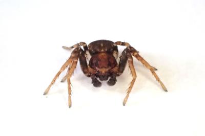 <i>Ozyptila praticola</i>