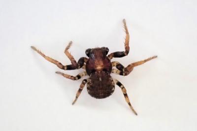 <i>Ozyptila praticola</i>