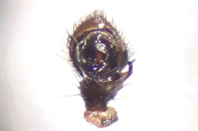 <i>Ozyptila praticola</i>
